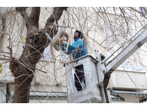 Haliliye’de Ağaç Bakım Ve Budama Çalışmaları Sürüyor