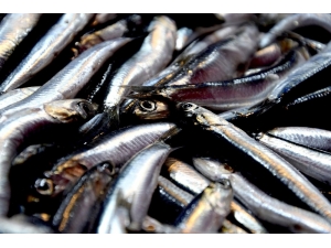 Arslan: "Hamsinin Karadeniz Serüveni Sona Eriyor"