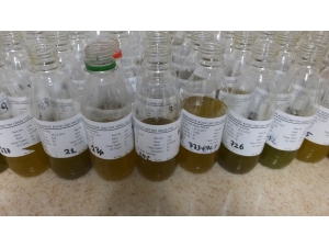 Zeytinyağında Bereket Ve Kalite Yılı