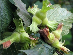 Tarsim Topladığı Primden Fazla Tazminat Ödedi