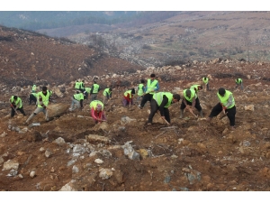Menderes’in Yanan Ormanları Yeşille Buluşuyor