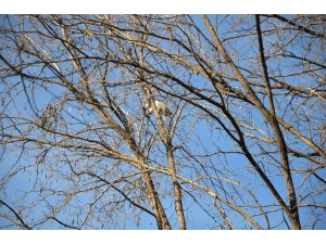 Ağaçta Kalan Kedi İçin Operasyon