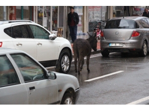 Silvan’da Eşekler Kazalara Davetiye Çıkarıyor