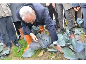 Bakan Fakıbaba Lahana Hasadı Yaptı