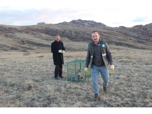 Yavru Vaşak "Uysal" Doğaya Bırakıldı