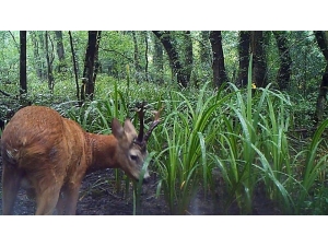 Yaban Hayatı Fotokapanlara Takıldı