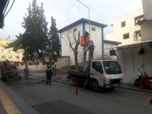 Kilis Belediyesi Ağaçları Budamaya Başladı