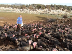 Konya’da Yılbaşından Sonra Hindi Satışı Da Fiyatı Da Düştü