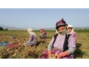 Ödemiş Patatesi, Maliyetini Ancak Karşılıyor