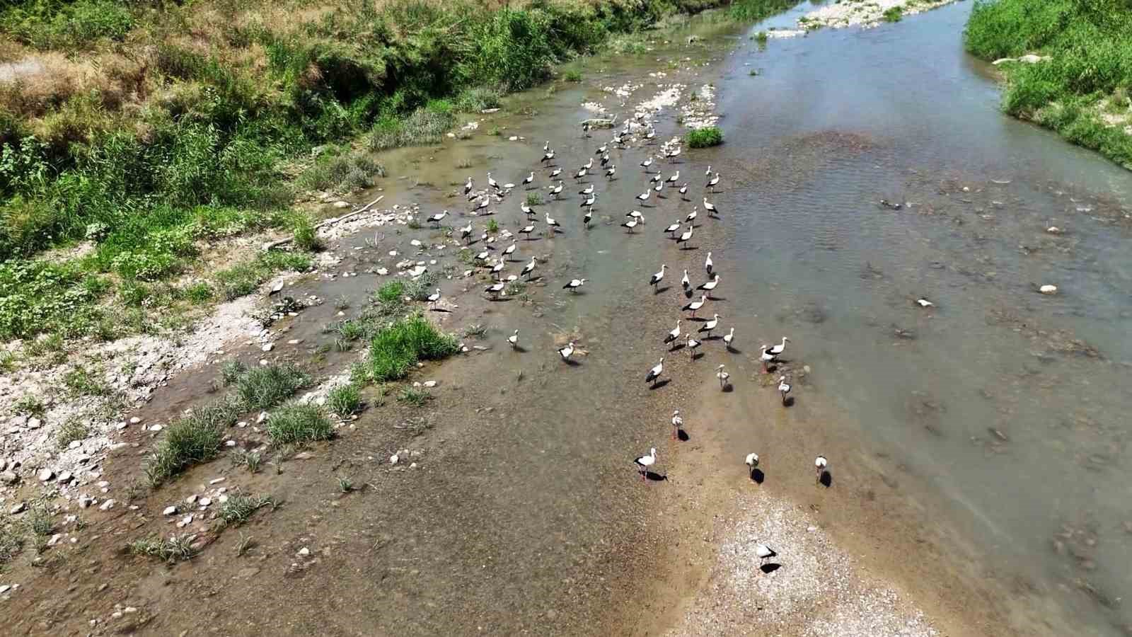 soganli-cayi-ni-mesken-tutan-leylekler-dronla-goruntulendi