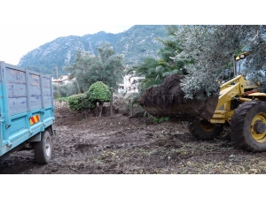 Marmaris Belediyesi Bahçe Atıklarından Gübre Üretti