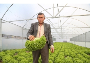 Büyükşehir’in Sera Desteği İle Üretim Daha Kaliteli