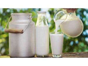 Ordu’da Süt Üretimine Büyükşehir Desteği