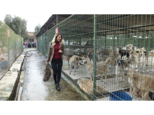 Liseli Gençler Barınaktaki Can Dostlarını Ziyaret Etti