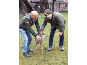 Denize Düşen Karaca Tedavi Altına Alındı