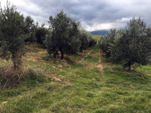 Manisa’da Bin 500 Zeytin Ağacı Taşındı