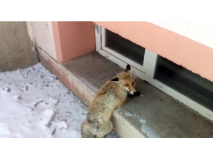 Köpeklerin Saldırısına Uğrayan Tilki, Okul Bahçesine Sığındı