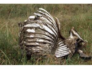 Afrika’da Kentin İçinde Vahşi Yaşam