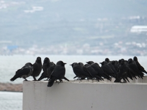 Bandırma’yı Kargalar İstilâ Etti