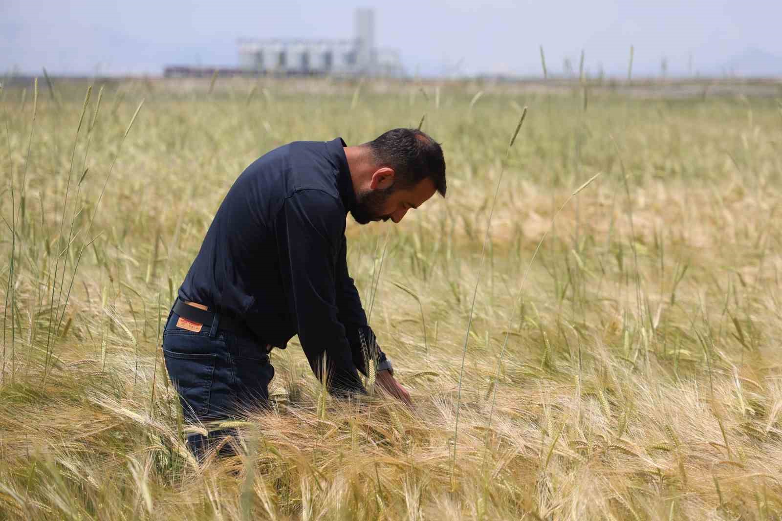 konya-ovasinda-bugday-rekoltesinde-beklenti-2-milyon-200-bin-ton