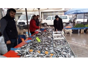 Hamsi 10 Tl’ye Kadar Düştü