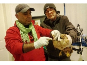 Doğada Yaralı Halde Bulunan Kızıl Şahin Tedavi Altına Alındı