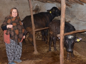İnönü’de Manda Yetiştiriciliği Azalıyor