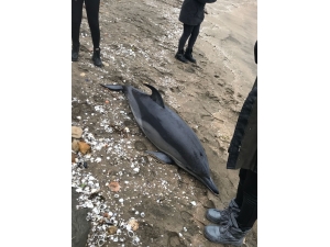 Fatsa’da Ölü Yunus Karaya Vurdu