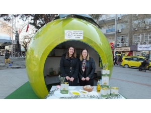 Tariş’de Zeytin Alımı Rekoru Gene Burhaniye’de