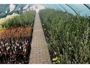 Yunusemre Üreticilerden Talep Toplamaya Başladı