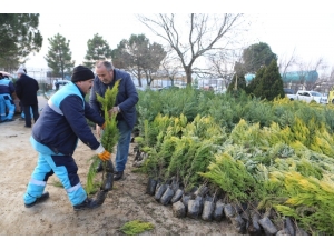 Ücretsiz Fidana Vatandaştan Büyük İlgi