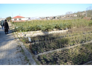 Ordu’dan Fidan Fışkırıyor