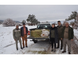 Yaban Hayvanları İçin Doğaya Yem Bırakıldı