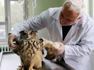 Vurulan ‘Puhu’ Kuşu Tedavi Altına Alındı