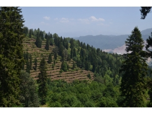 Artvin’de 2017 Yılında 3 Milyon Fidan Toprakla Buluşturuldu