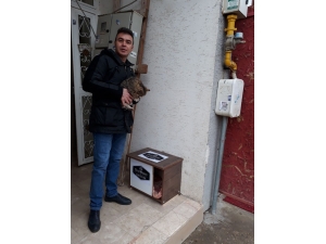 Sokak Kedileri İçin Duyarlı Davranış