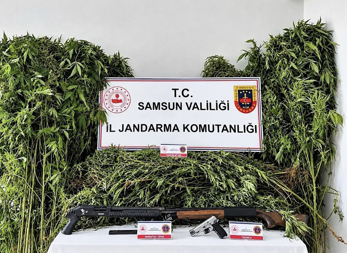 jandarma-tarlada-ekili-756-kok-kenevir-ele-gecirdi