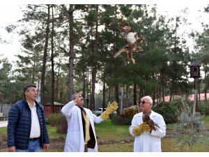 Tedavi Edilen Karga, Baykuş Ve 2 Şahin Doğaya Salındı