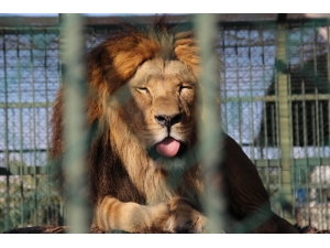 Hayvanat Bahçesine 50 Kuruş Zam Yapılınca Ziyaretçi Azaldı