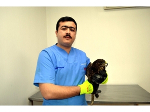 Avcıların Vurduğu Yaralı Şahin Tedavi Altına Alındı