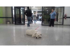 Acil Servisin Sevimli Maskotları