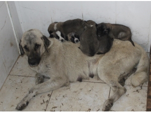 Jandarmadan Örnek Davranış