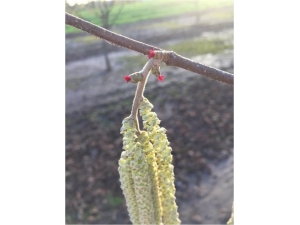 Fındık Erken Karanfil Açtı