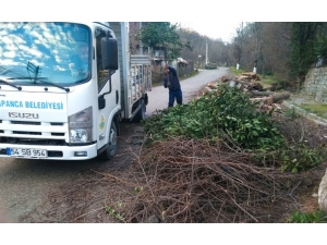 Sapanca Mevsimlik Çiçeklerle Renkleniyor