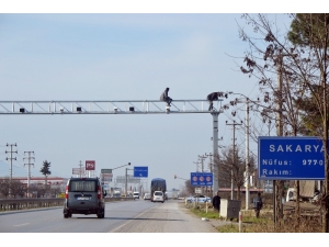 Karayolunun 10 Metre Üzerinde Yürekleri Ağızlara Getirdiler