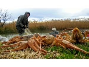 İznik Gölü’nde Kerevit Bolluğu