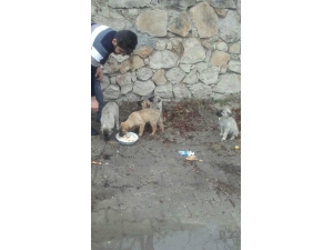 Okul Harçlığını Sokak Hayvanlarına Mama Almak İçin Biriktiriyor