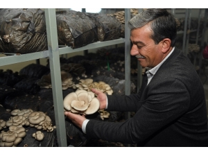 Mersin’de Mantar Hasadı Yüz Güldürüyor