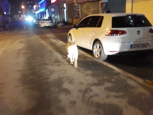 Silvan’da Başıboş Dolaşan Köpekler Korku Salıyor