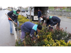 Başiskele’de Yollar Bitkilendiriliyor
